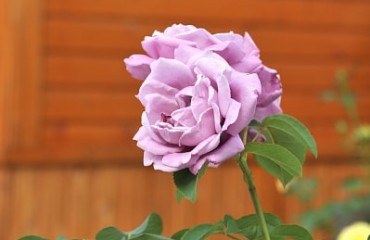 ILA_6065-min
